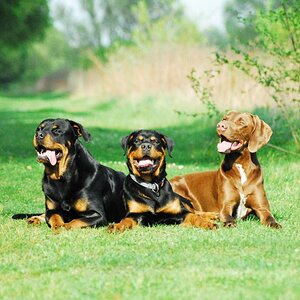 Meine Jungs.......