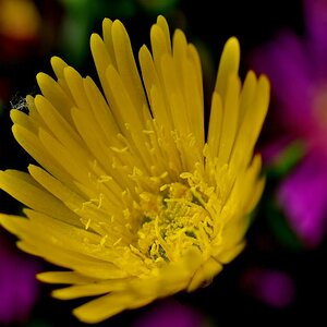 Blüten gelb