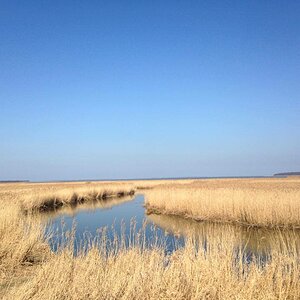 der Bodden und sein Schilfmeer