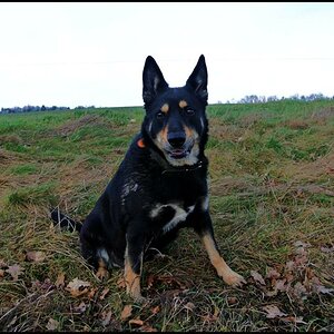Kira Inu von Werra