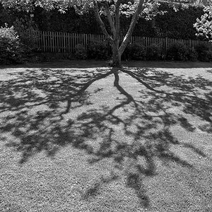 2140417 V1 9582 Baum Schatten WDW