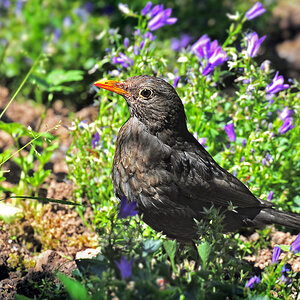 DSC 1036 Amsel Gartenblumen 1000