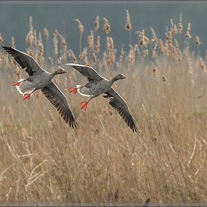 20140413 6020 [NIKON D4] 850 mm,1 1000 Sek. bei ƒ   8,0