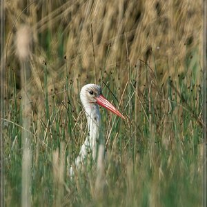 20140425 8225 [NIKON D7100] 850 mm,1 800 Sek. bei ƒ   8,0