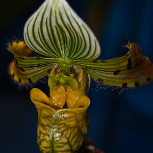 Orchidee ganz glänzend...
