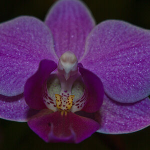 Orchidee in violet...