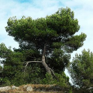 Baum   03
