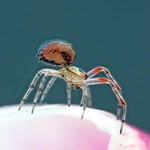 Spinne