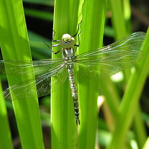 Libelle