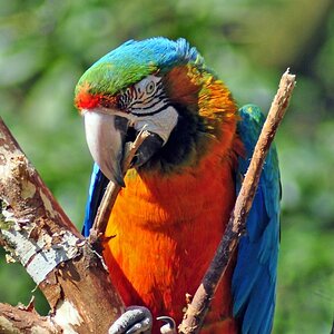 Ara /Zoo Wuppertal