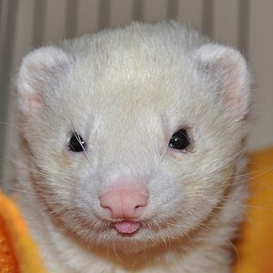 Blitz-Mini Eisbär