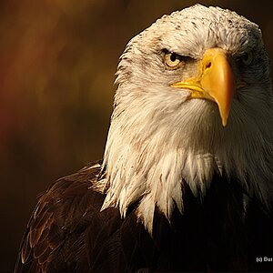 Weisskopfseeadler 2