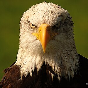Weisskopfseeadler 3
