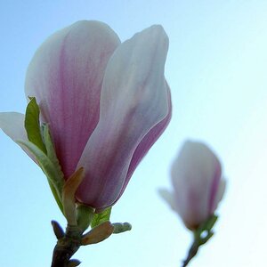 Magnolie