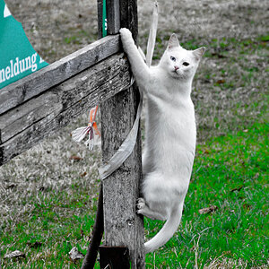 Weiße Katze