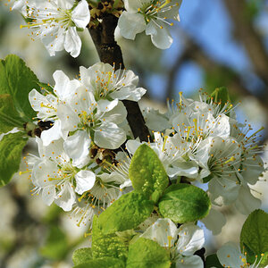 DSC 5180 Apfelblüten