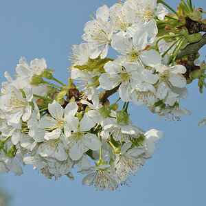 DSC 5191 Apfelblüten