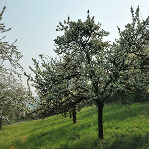 DSC 5193 Apfelblüten