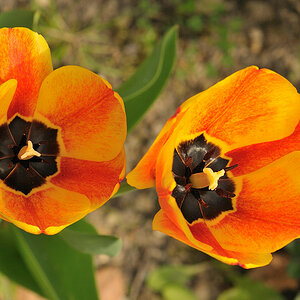 DSC 5223 Tulpen