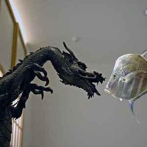 drache u fisch ko