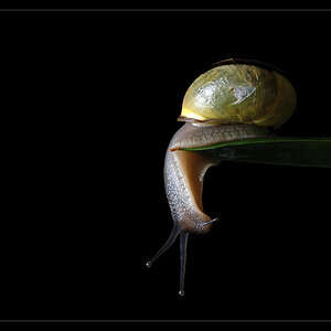 schnecke2
