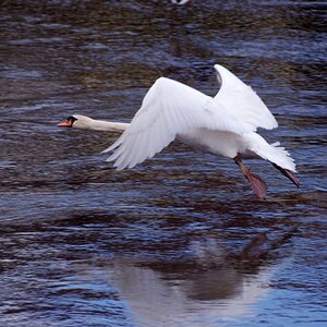 Schwan im flug