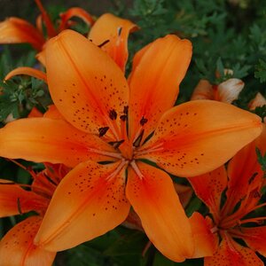 Blüte