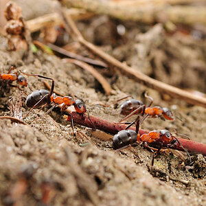 Rote Waldameisen 7
