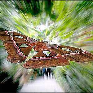 falterflug 3