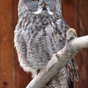 Eule im Wildlife-Park Kamloops