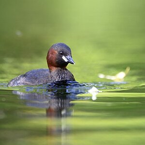 Zwergtaucher 2014 08803
