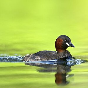 Zwergtaucher 2014 08805