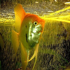 Kein Goldfisch