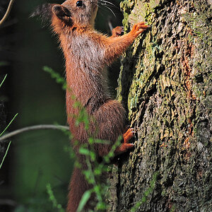 DSC 1185 Eichhörnchen 1000