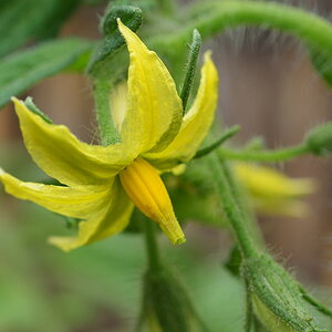 Tomatenblüte