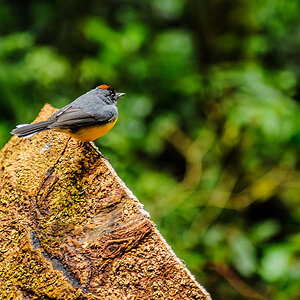 Halsband Waldsänger - Costa Rica

Collared Whitestart, Myioborus torquatus, New World Warblers, Parulidae