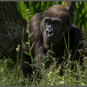 Gorilla001