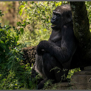 Gorilla003