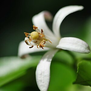 ROS 2113, Neroli oder Orangenblüte.
Als Ätherisches Öl sehr gut bei Angst und Panikstörungen einsetzbar.