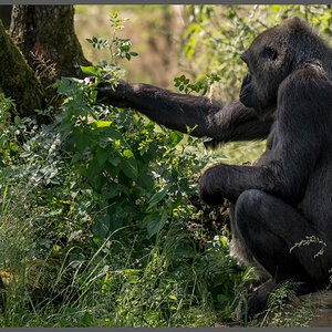 Gorilla004