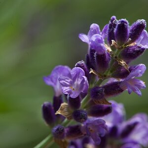 ROS 4529 Lavendel Das Ätherische Öl ist sehr gut bei Schlafstörungen u.a.