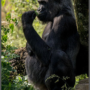 Gorilla007