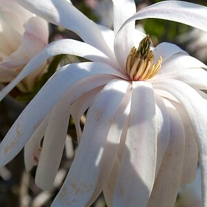 DSC 2620   Arbeitskopie 2 Magnolie