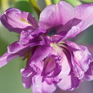 ROS 1089 Tulpe