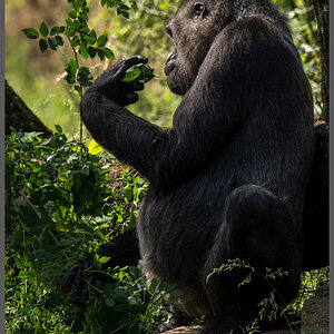 Gorilla009