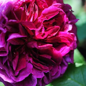 ROS 2077   Arbeitskopie 2 Duftrose