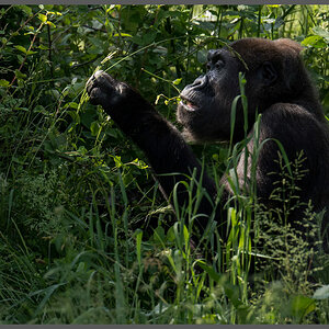 Gorilla012