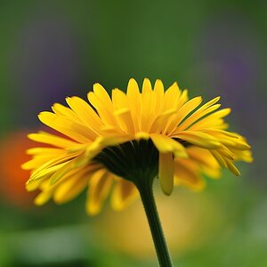 ROS 2125 Ringelblume