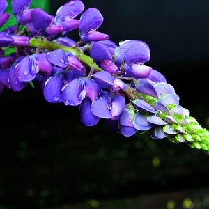 ROS 4464 Lupine