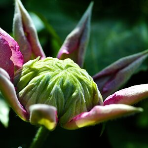 ROS 6776 Clematis vor der Blüte